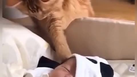 Cats express love to babies