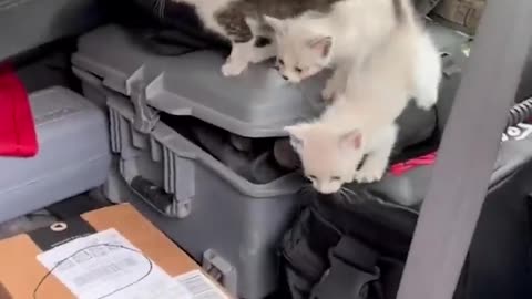 ambushed by 13 homeless kittens