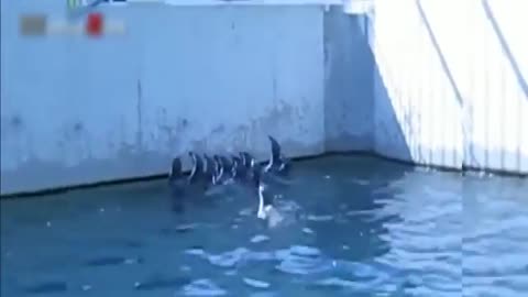 a cute and funny penguin 🐧 video