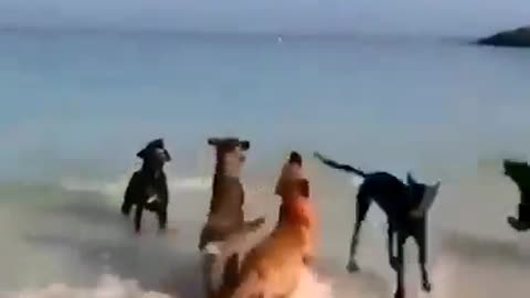 Dogs olympic games