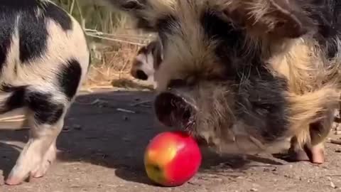 Baby pig couldn't eat the apple, but mother Pig came to help