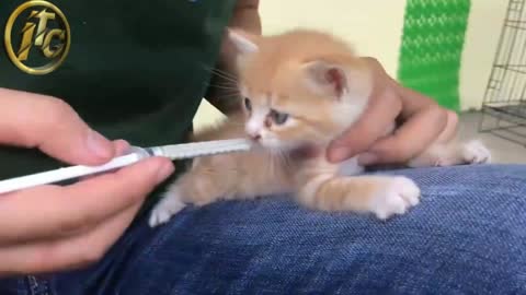 Cutest babies of cat- Learn first lesson of training- cat pets