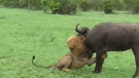 Fearless Male Lion attacks Buffalo Herd, ALONE!!! #shorts #wildlife