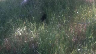 Our kitty hunting in tall grass