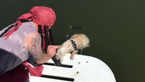 Western Highland Terrier learns to climb the boat ladder
