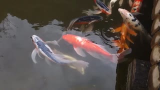 but the fish is really sparkling and beautiful