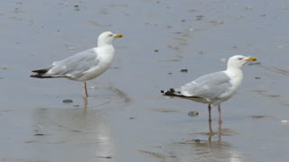 Seagulls in Water