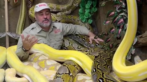 Big snake 🐍 😮 family #viral #snake