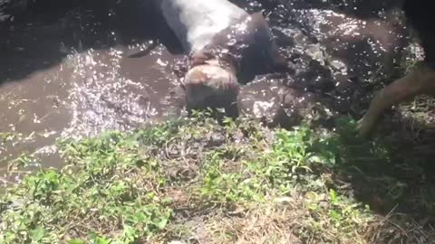 Young Bulldog Mix living it up in a mud hole