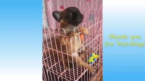 Cute Pets And Funny Animals Compilation - Pets Garden 2021 April