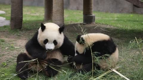 The giant panda