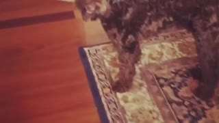 Brown curly haired dog runs through house with blue knife