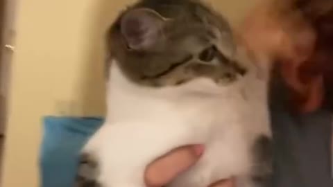 Funny Animal Videos that Make Me WHEEZE