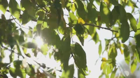 sound of winds in the leaves sounds of nature