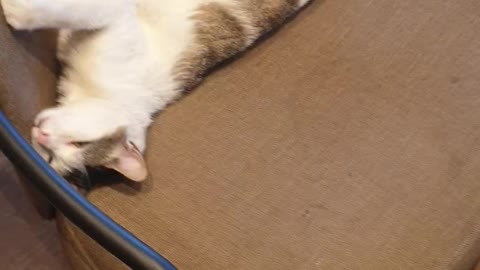 Flip over sleeping position @Cat 🐈 😴