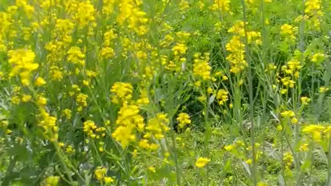 Mustard crop 1