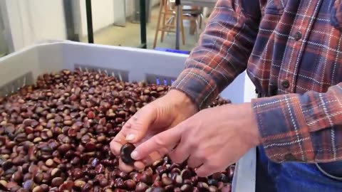 How Million of Chestnut Harvesting By Machine - Chestnut processing in factory - Chestnut Flour