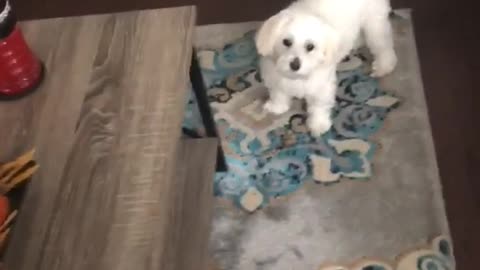 White dog runs around table avoiding owner doesnt want a bath