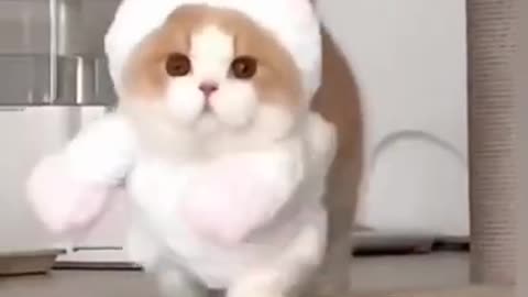 Cute cat doing funny things