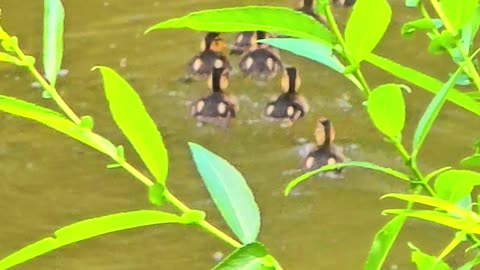 Cute little baby ducks swim with their mother on a small river.