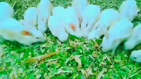 CUTE RABBITS