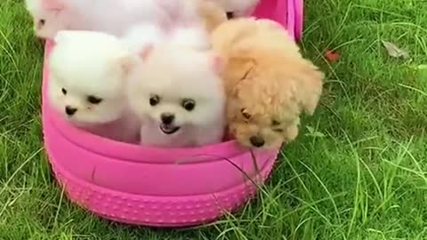 Baby Dogs 🔴 Cute and Funny Dog Videos Compilation #13 | Funny Puppy Videos 2021