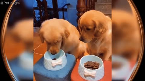 Animal Funny Video Collection (5)