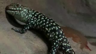 Skink Gives Birth to Live Young