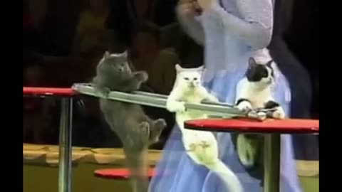 top best Funny Cat and dog video 2023 Ever