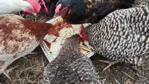 Hens nibble on leftover chili. I blinked. It was gone.