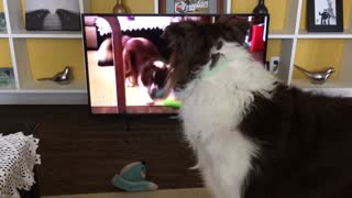 Perro se ve a sí mismo en TV, enloquece completamente