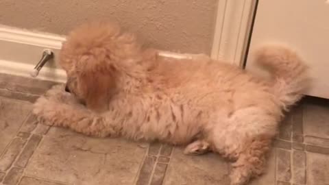 Golden doodle puppy laying next to door stop growing and playing with it