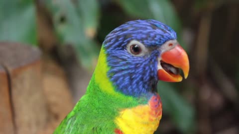 Watch the beauty of the Brazilian parrot and decide for yourself n