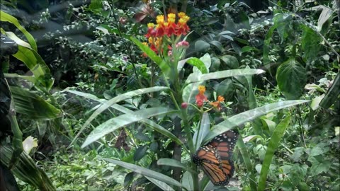 Milkweed with Monarch Butterfly Egg Laying.