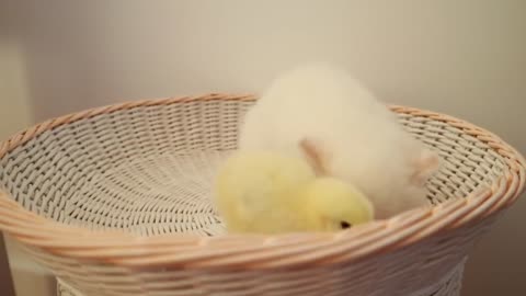 Kittens walk with a tiny chicken funny cat cut cat