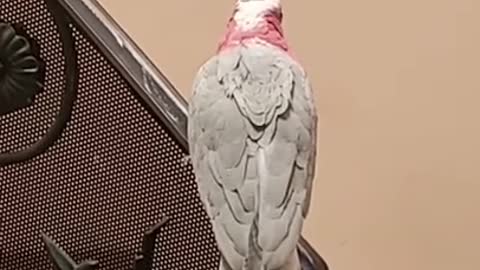 Talking Cockatoo Bites Me! (Parrot Subtitles)