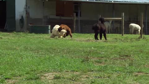 Alpacas Fighting UFC style stopped by Great Pyrenees