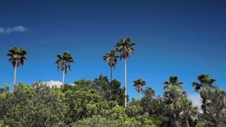 Palm Trees above Mangroves in St Petersburg Florida