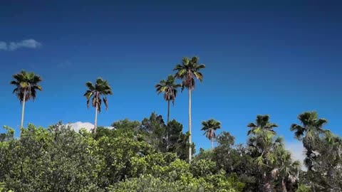 Palm Trees above Mangroves in St Petersburg Florida