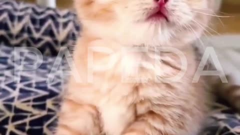#funnycatanddogvideos, #funnymomentsshorts, #catcutebaby, #funnycatvideos, #cutecatmeow,