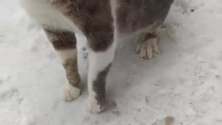 American curl in the snow