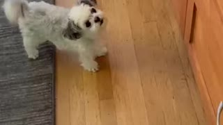 Happy dog does a dance *heartwarming*