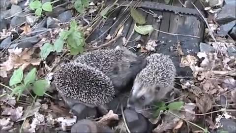 Igel - 4 hedgehogs crossing railroad