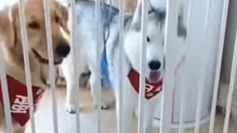 Funny // smart//dog//😃😃//amazing//video