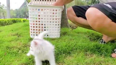 Cute kittens go to a picnic weekend and eating sushi