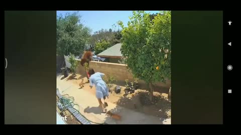 woman attacks bear to protect her puppies