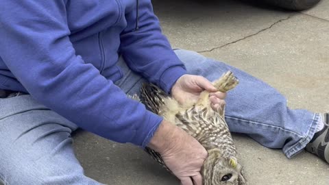 Owl Rescued After Being Stuck in Bumper Bar