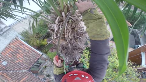 Fire Races Toward Arborist While Working From Top Of Palm Tree