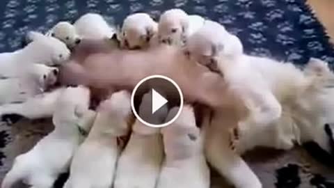 Cute Puppies feeding on their mother's milk