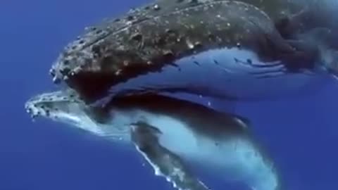 Whale song